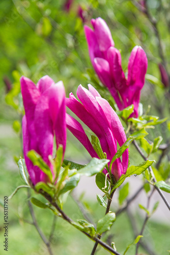 blooming magnolia in a spring time