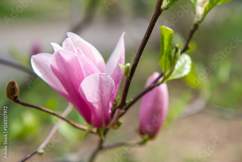 blooming magnolia in a spring time