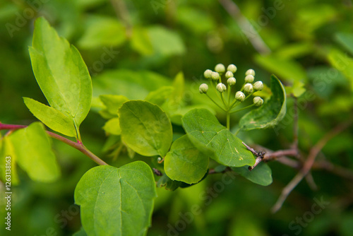 blooming plants in a spring time