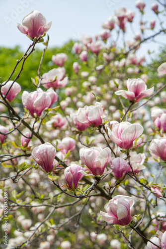 blooming magnolia in a spring time