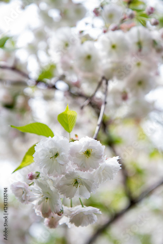blossom sakura tree in a spring time