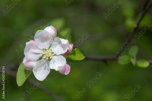 blooming plants in a spring time