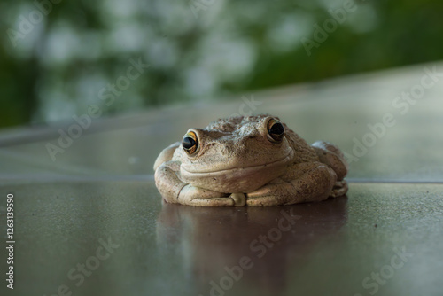 Frog