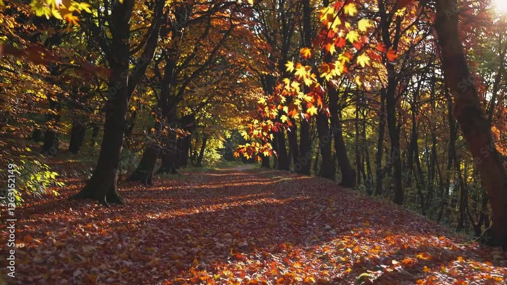 Slow Motion Shot of a Serene Forest Pathway During Autumn – Golden and Crimson Leaves Gently Falling, Sunlight Filtering Through Colorful Foliage, Crisp Cool Breeze, Tranquil Woodland Trail, Peaceful Slow Motion Shot of a Serene Forest Pathway During Autumn – Golden and Crimson Leaves Gently Falling, Sunlight Filtering Through Colorful Foliage, Crisp Cool Breeze, Tranquil Woodland Trail, Peaceful