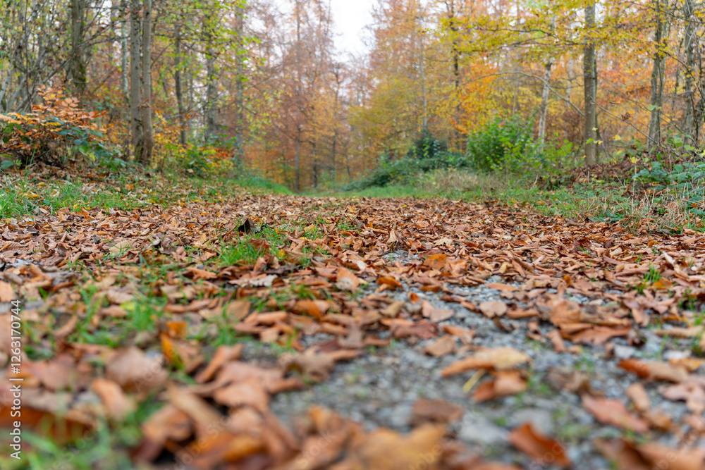 Autum forest as seen from a path through the forest. Worm's eye view. Horizontal. Selective focus. Autum forest as seen from a path through the forest. Worm's eye view. Horizontal. Selective focus.