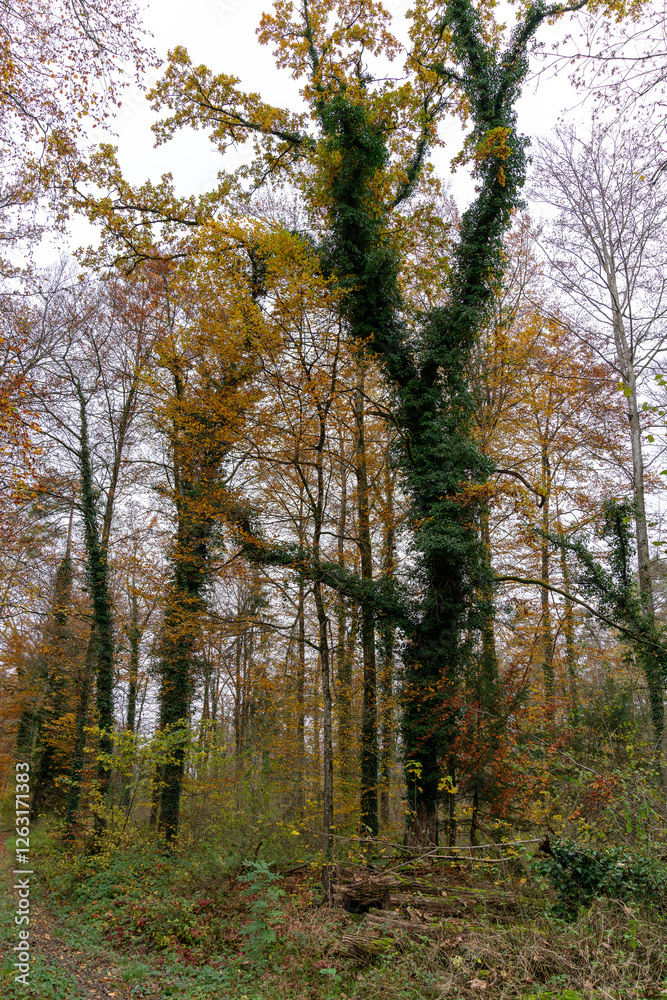Leaves on some trees are now turning yellow and orange, the plants growing on the tree is still green. Autumn scene. Leaves on some trees are now turning yellow and orange, the plants growing on the tree is still green. Autumn scene.