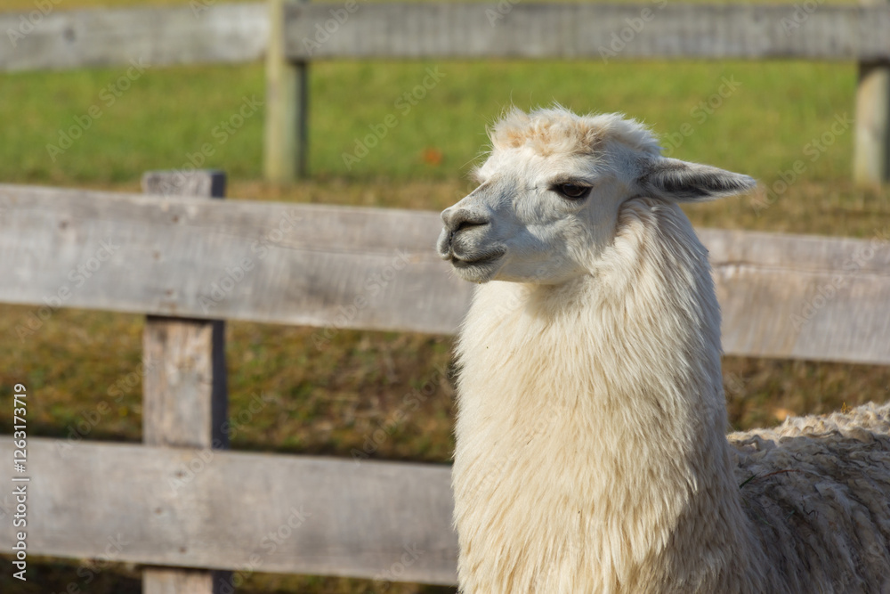 Obraz premium Llamas from a farm near Osorno, Chile, South Africa