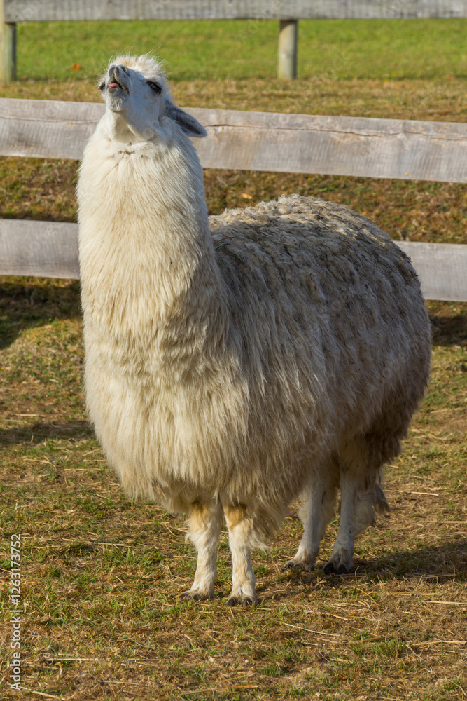 Obraz premium Llamas from a farm near Osorno, Chile, South Africa
