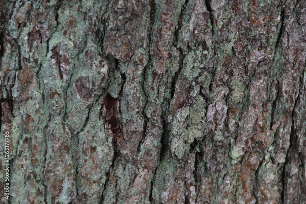 This is gray tree bark in nature. This is gray tree bark in nature.