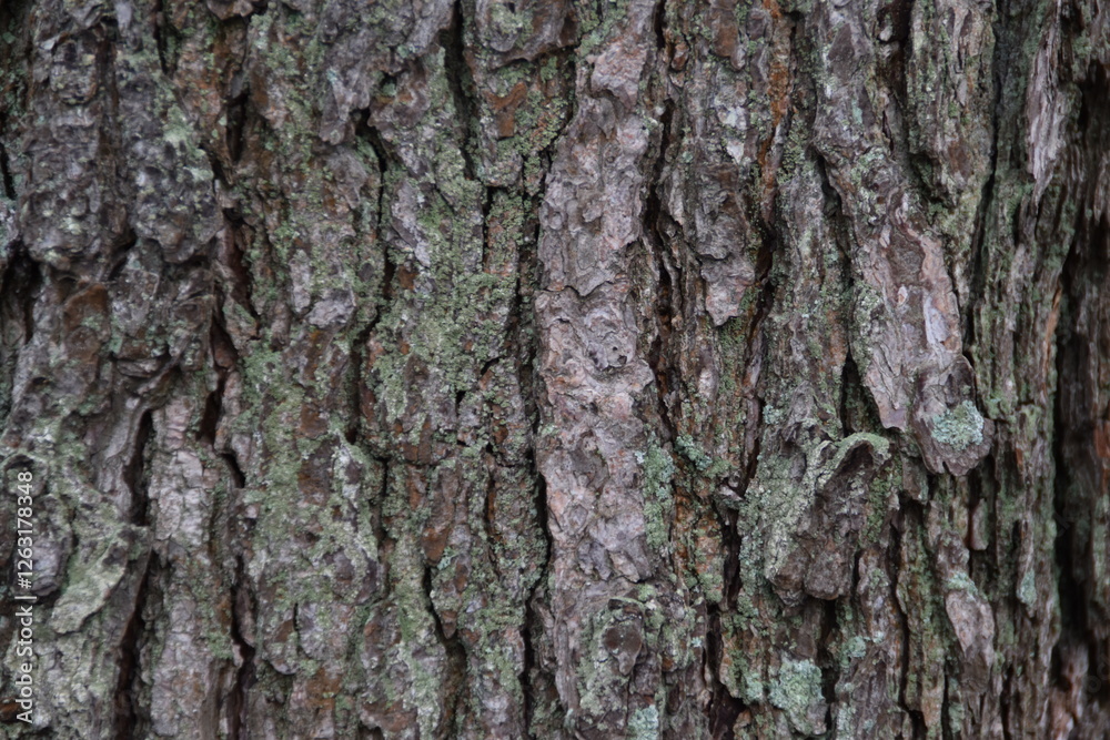 This is gray tree bark in nature. This is gray tree bark in nature.