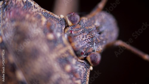 Brown Marmorated Stink Bug Head Macro Video with Selective Focus on a Black Background photo