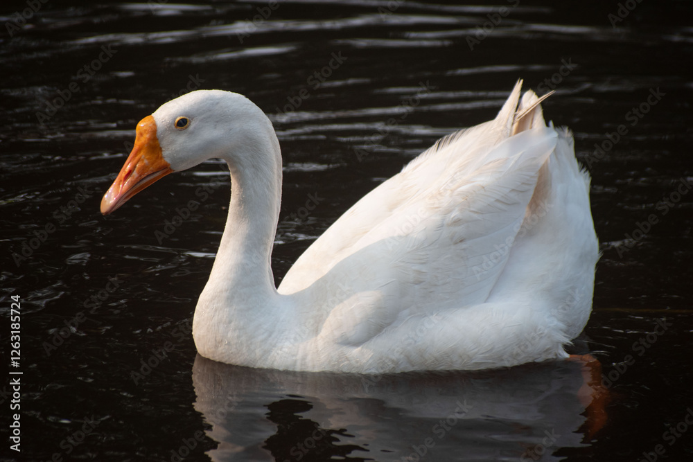 Fototapeta premium A serene Cygnus atratus, commonly known as a swan, gliding gracefully on a calm lake.