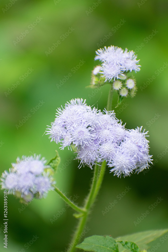 Ageratum houstonianum, or Bluemink, with its blue flowers contrasted against a lush green background. Ageratum houstonianum, or Bluemink, with its blue flowers contrasted against a lush green background.