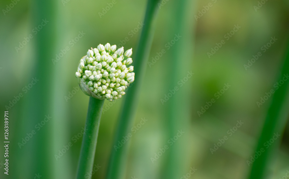 A detailed view of Allium cepa, known as onion, with its textured bulb and fresh green shoots. A detailed view of Allium cepa, known as onion, with its textured bulb and fresh green shoots.