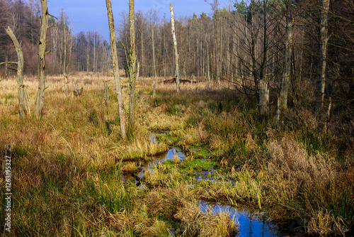 Obraz na płótnie Leśne moczary w zimowy, beżnieżny dzień. Brzegi porastają wysokie, bezlistne drzewa. Kępy trawy i szuwry porastające brzegi mają żółty kolor. w salonie