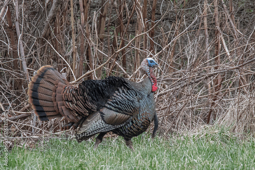 Eastern Wild Turkeys