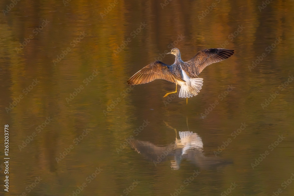 Obraz premium great crested grebe in flight