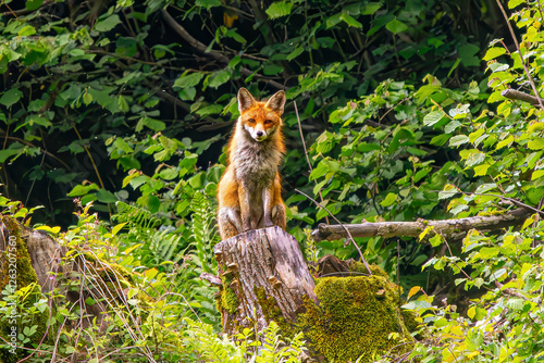 Little Fox