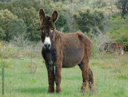 donkey in a rural landscapes