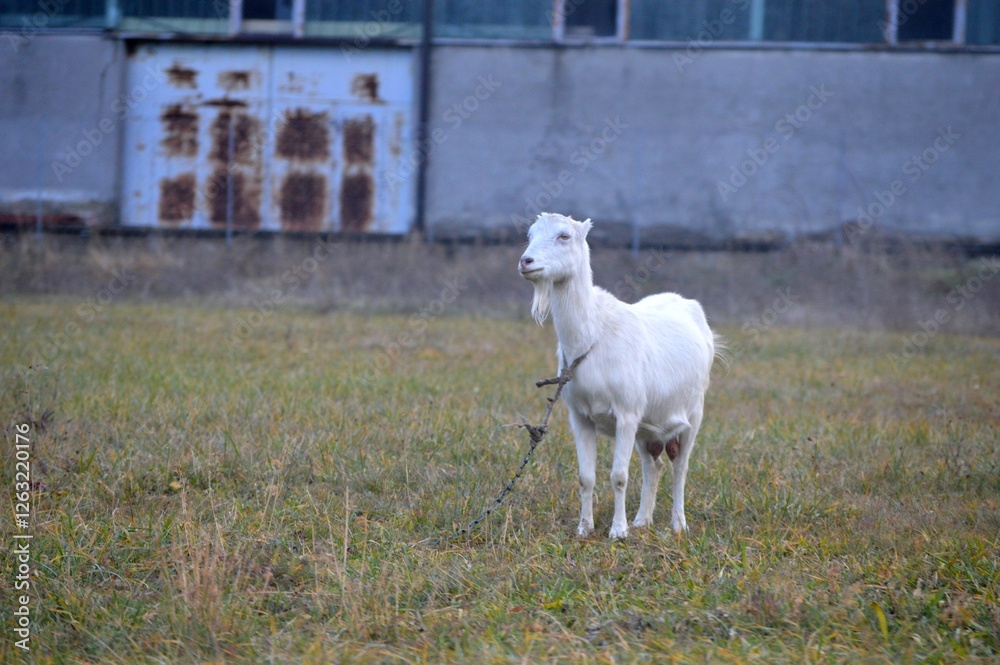 Obraz premium white goat in the meadow