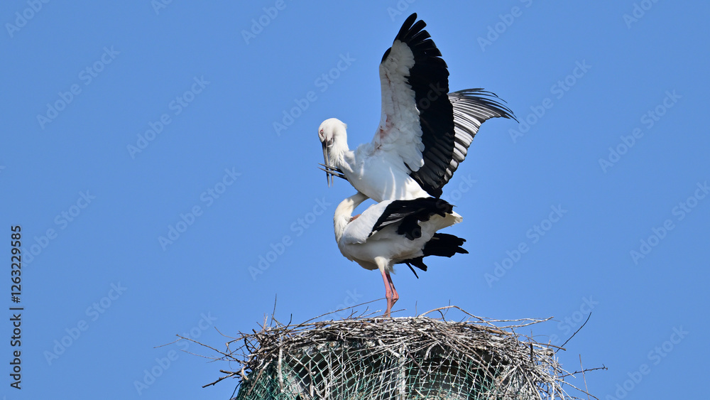white stork in nest