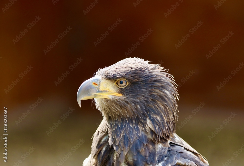 Obraz premium portrait of a eagle