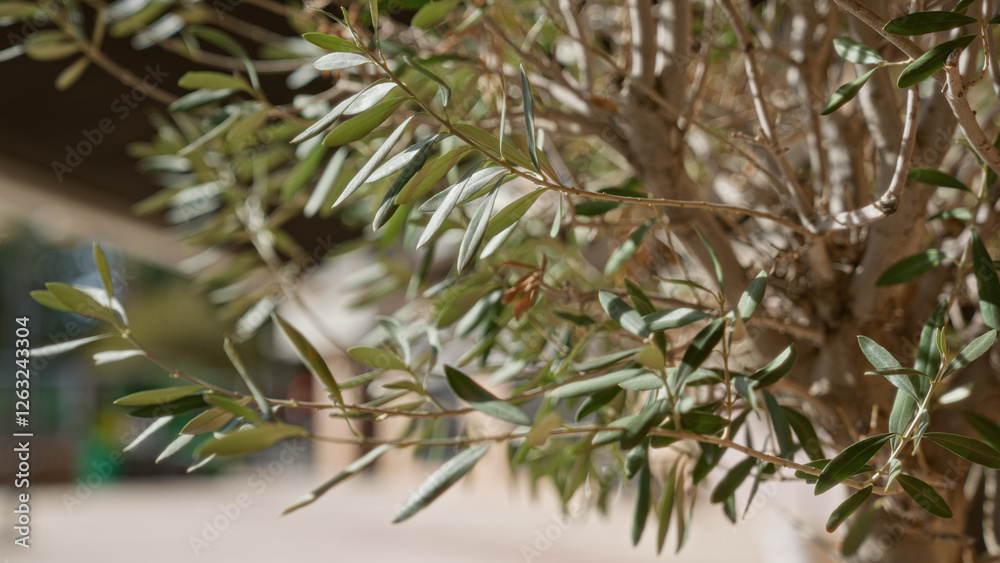 Olive tree branches with vibrant green leaves in an outdoor setting in murcia, spain, capturing the mediterranean essence and natural beauty of spanish landscapes. Olive tree branches with vibrant green leaves in an outdoor setting in murcia, spain, capturing the mediterranean essence and natural beauty of spanish landscapes.