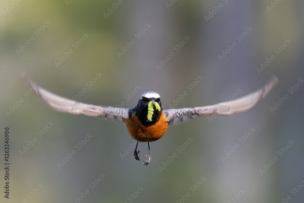 Common redstart