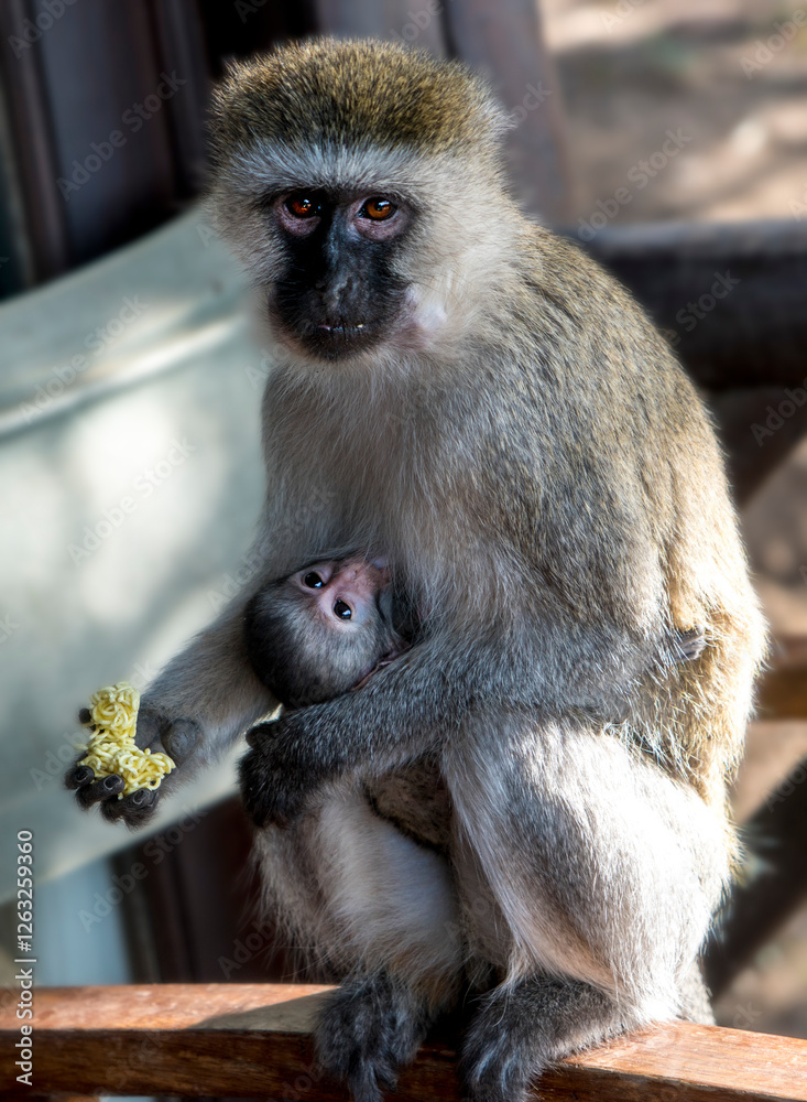 Obraz premium birds in wildlife