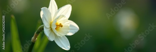 Delicate white petals of Narcissus papyraceus unfolding on a stem, flower, nature photo