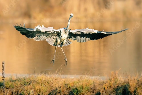 Photography wild animals in the wild