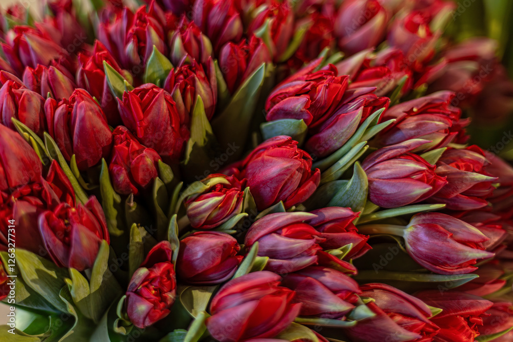 Bouquet of Fresh Red Tulips in Close-Up, Bouquet of Fresh Red Tulips in Close-Up,