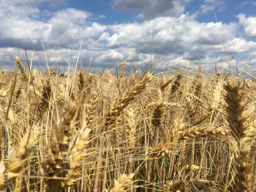 Photo of golden wheat field and sunny day. Wheat is moving and dancing with wind upon the blue sky with beautiful clouds. photo