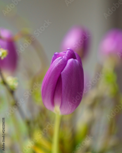 pink tulips in springa photo