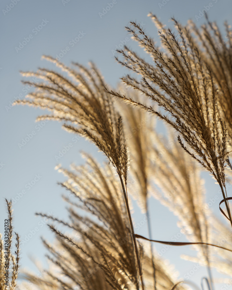 golden wheat field golden wheat field