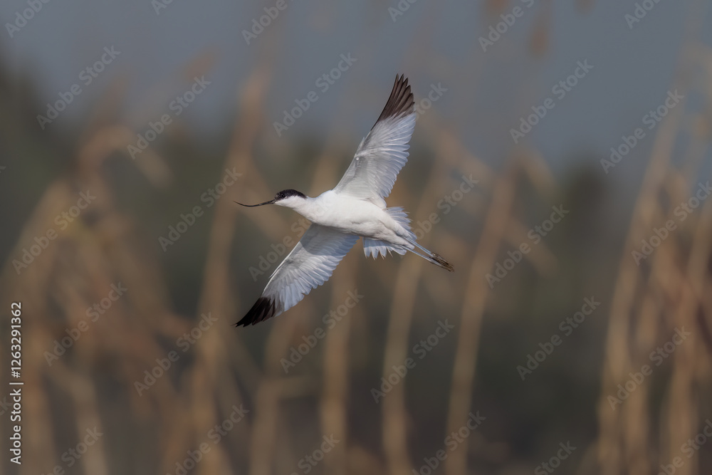 black headed gull in flight black headed gull in flight