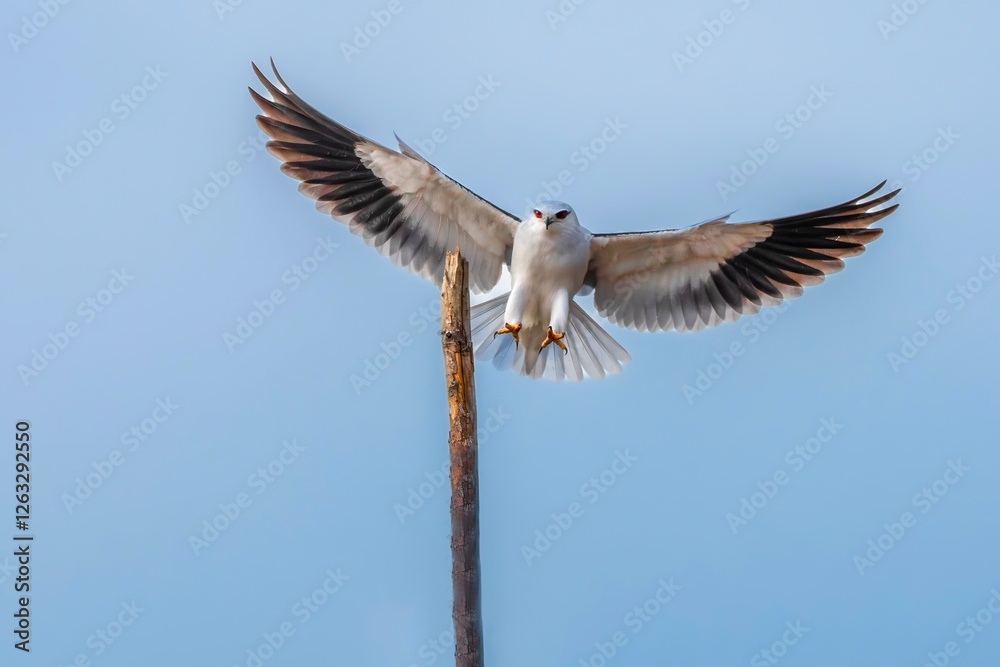 Obraz premium black vulture in flight