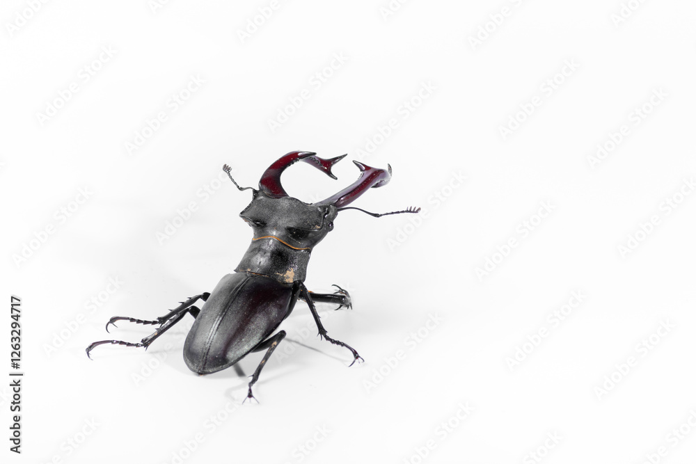 Fototapeta premium Close-Up of Stag Beetle with Majestic Antlers Against White Background, Lucanus cervus