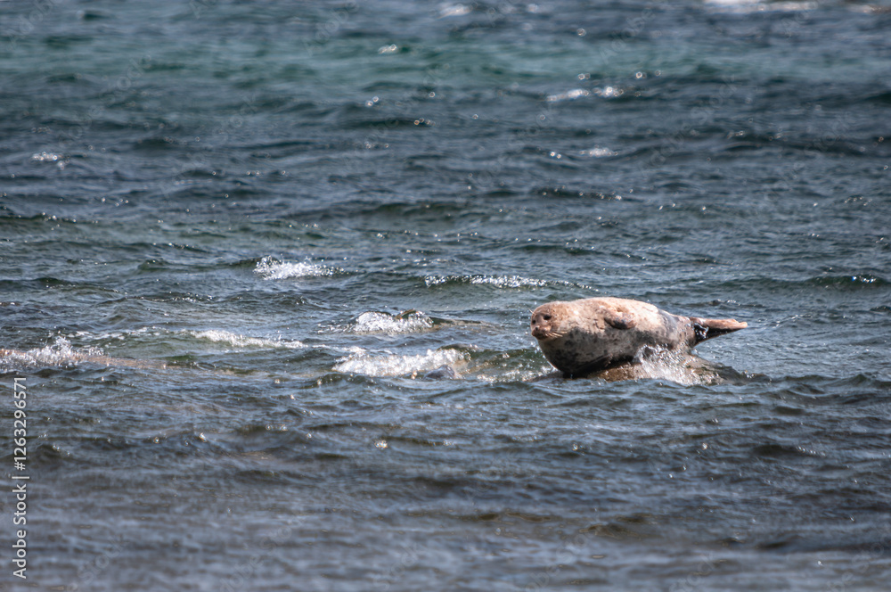 Fototapeta premium A summer HDR landscape image of Common Seal, Harbour seal, Phoca vitulina, hauled up and drying out near the Isle of Arran, Scotland.