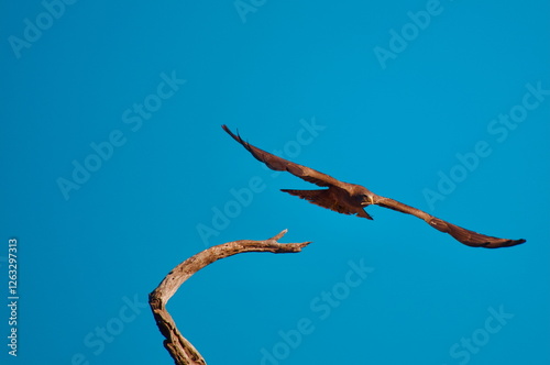 yellow-billed kite (Milvus aegyptius) flying photo