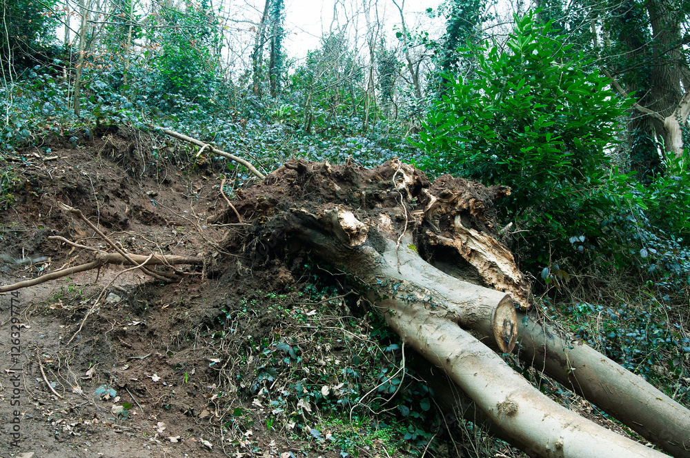 Fototapeta premium Storm Damage. A large tree uprooted in a recent storm showing the root formation and damage to the bankside