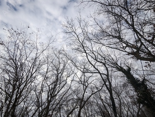 silhouette trees against the sky
