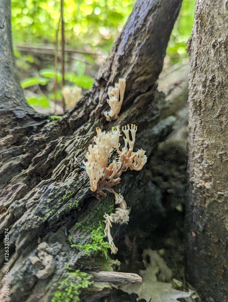 Obraz premium Artomyces pyxidatus mushroom on a fallen tree in a summer forest