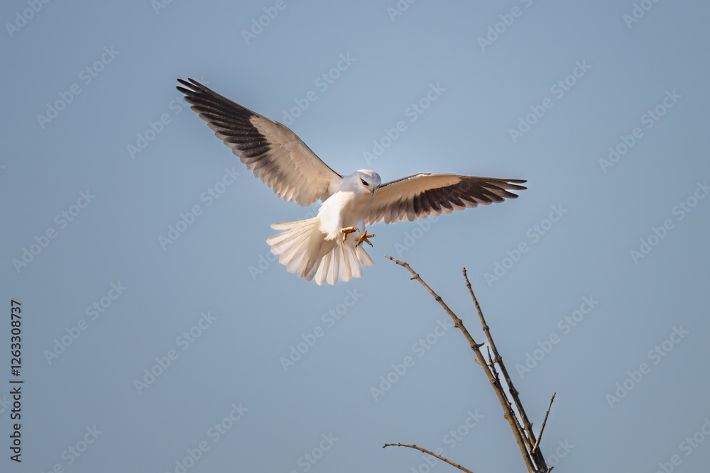 Obraz premium black vulture in flight