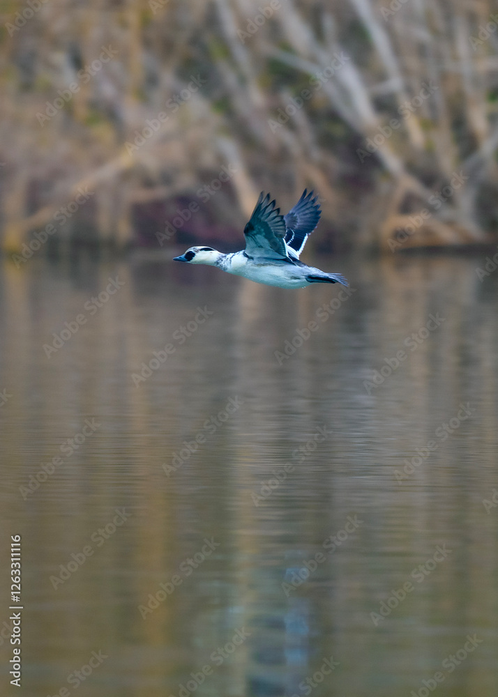 canada goose in flight over water canada goose in flight over water