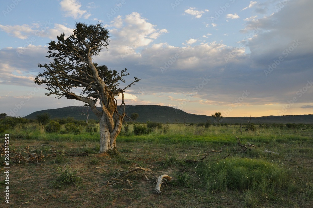 Naklejka premium Madikwe