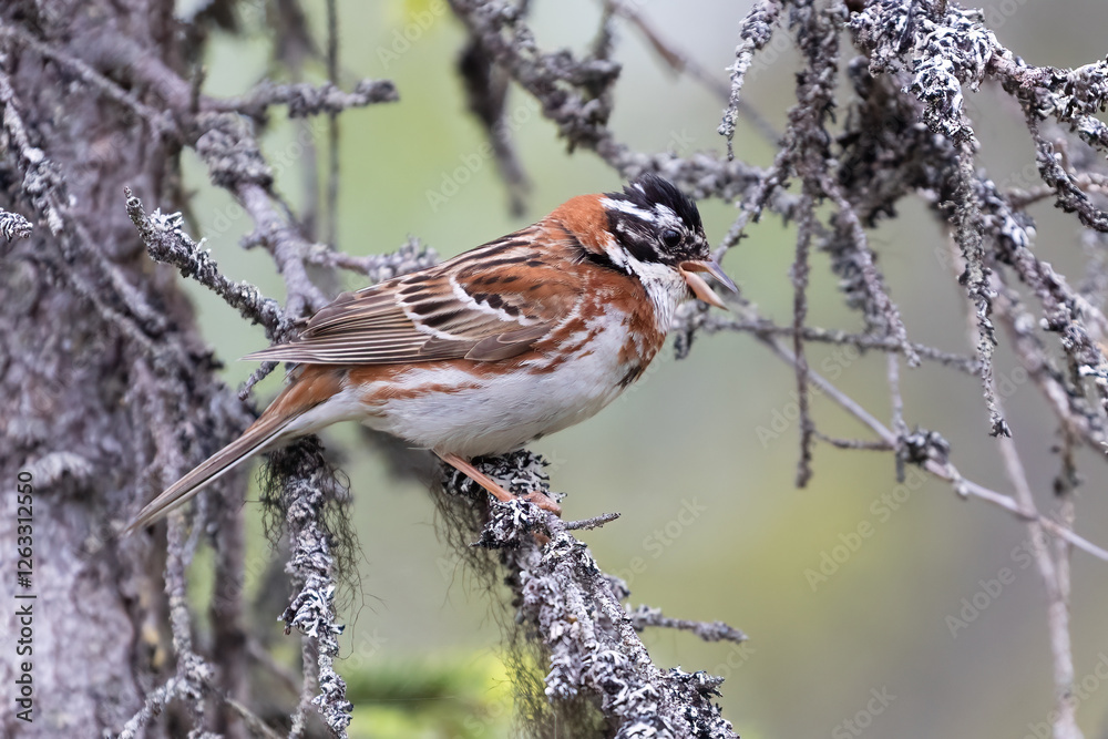 Fototapeta premium Rustic Bunting