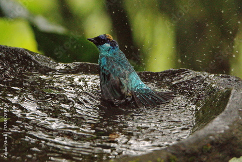 Golden-naped tanager (Chalcothraupis ruficervix) in a bird bath in the Intag Valley, Cuellaje, Ecuador photo