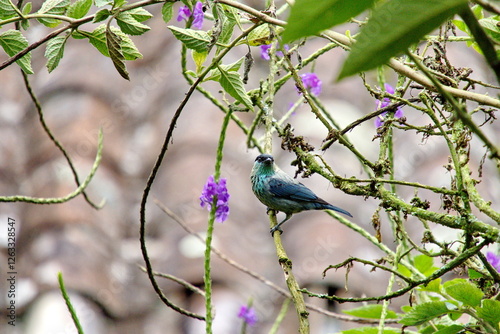 Black-capped tanager (Stilpnia heinei) perched in a porterweed bush in the Intag Valley, Cuellaje, Ecuador