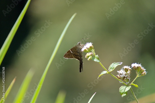 Long tailed butterfly on a wildflower in the Intag Valley, Cuellaje, Ecuador photo